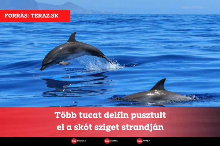 Több tucat delfin pusztult el a skót sziget strandján