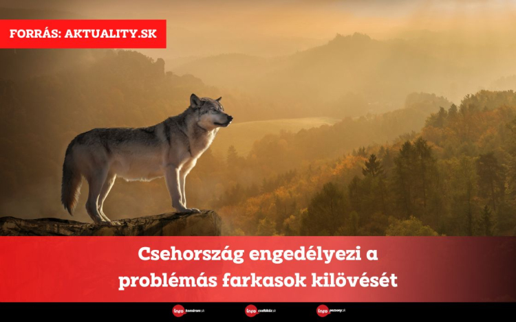 Csehország engedélyezi a problémás farkasok kilövését