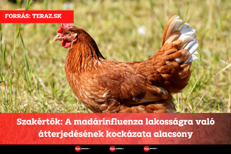 Szakértők: A madárinfluenza lakosságra való átterjedésének kockázata alacsony