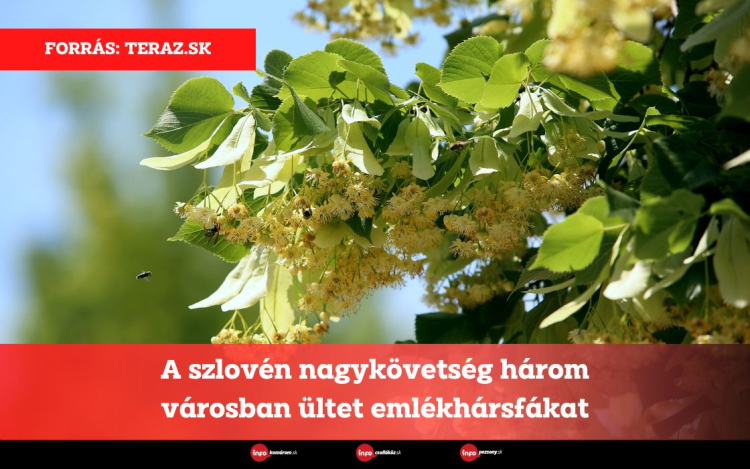 A szlovén nagykövetség három városban ültet emlékhársfákat